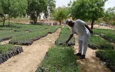 40 million trees for Nigeria's Yobe State