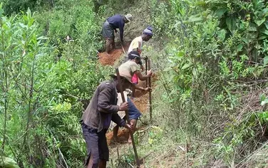 Base de données interactive des espèces FLR à Madagascar