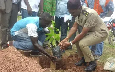 Côte d’Ivoire : Déforestation comme problème, le biocharbon comme solution