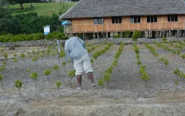 A Community on Kenya's Coast Restores Mangroves for Food Security