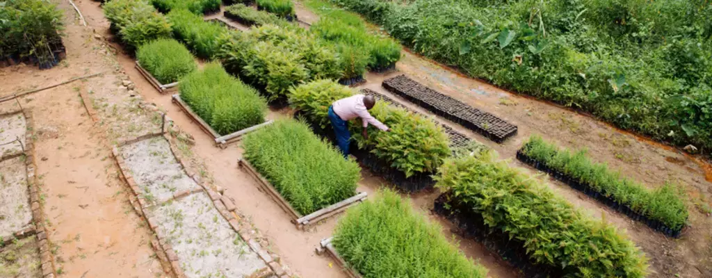 Smarter Farm Subsidies Can Drive Ecosystem Restoration
