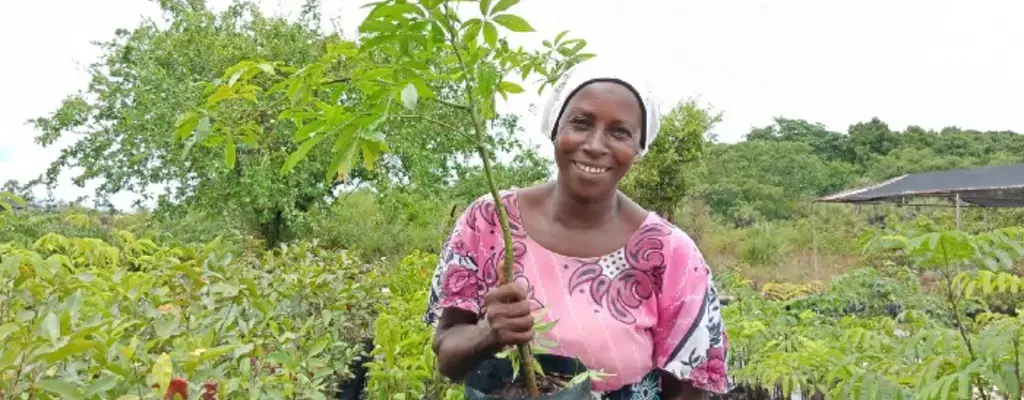 Plantation d’enrichissement dans le complexe kenyan de Buda et l’écosystème de Shimba hills