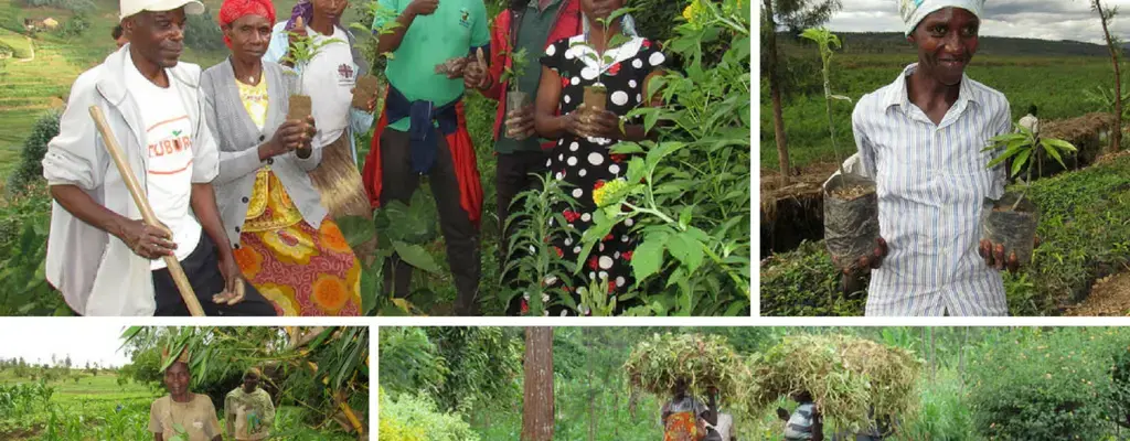 A new partnership in Rwanda to plant 28,000 trees
