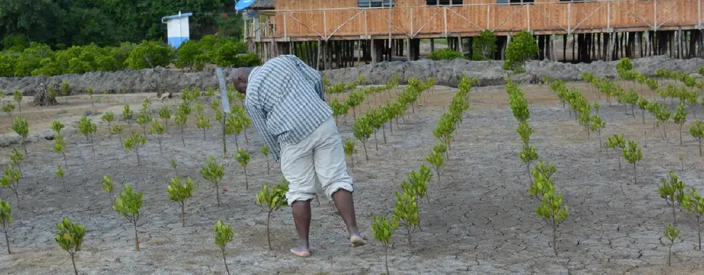 A Community on Kenya's Coast Restores Mangroves for Food Security