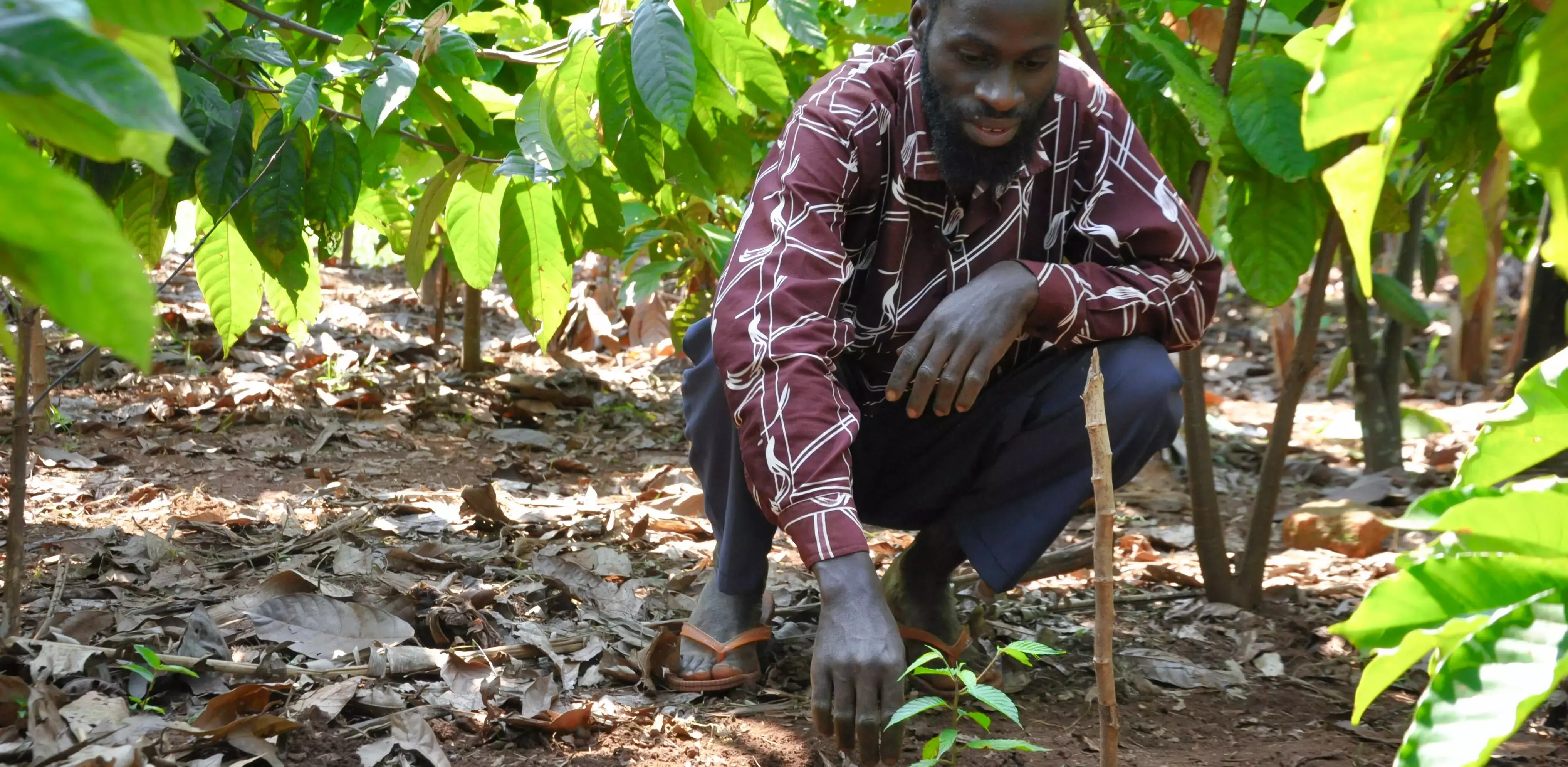 Restoring wildlife habitat in Uganda with indigenous trees