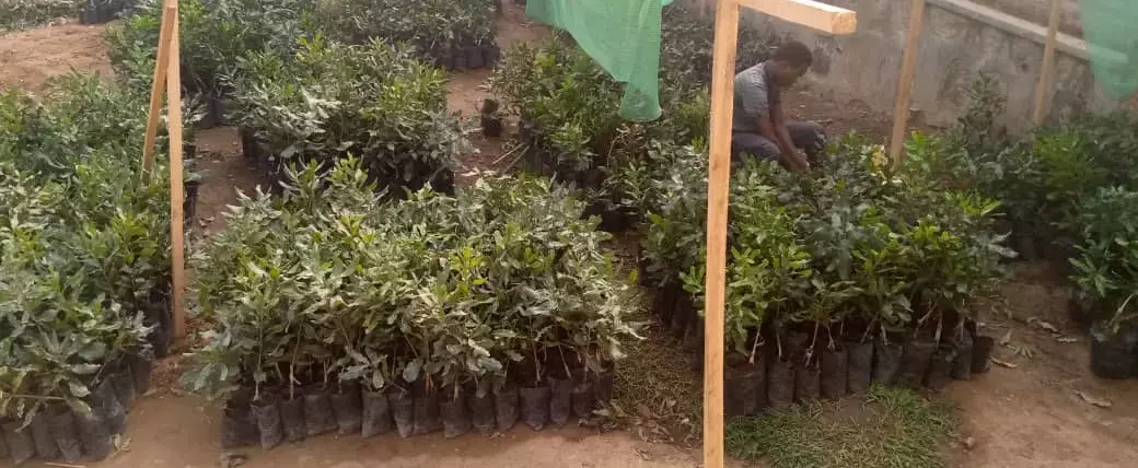 Building a Sustainable Macadamia Nut Market in Rwanda | AFR100