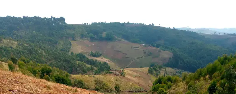 Tree felling for carbonisation in Kabare territory