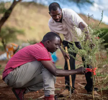 Farmers checking on the planted saplings