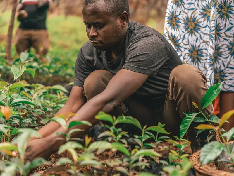 Preparing coffee tree saplings
