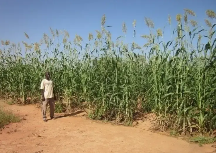 A man standing next to crops
