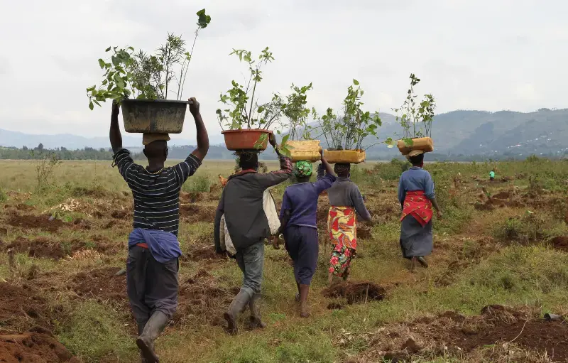 Local communities have planted over 49,000 indigenous tree species