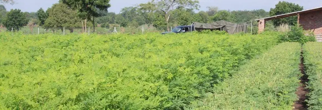Combatting Malnutrition in Malawi With The Moringa Miracle