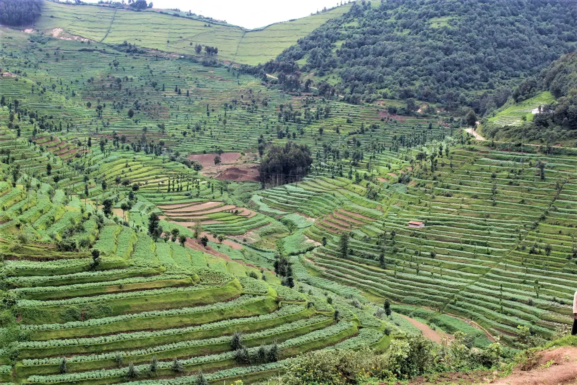Restoration interventions in Sebeya Catchment, Rwanda