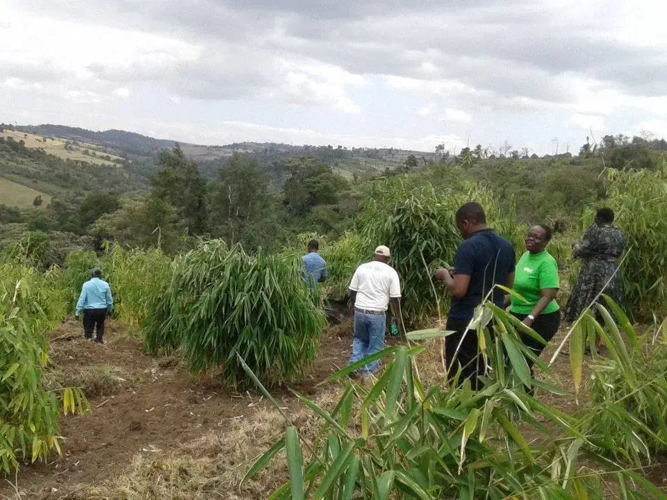 Using Bamboo to restore Kenya's landscape