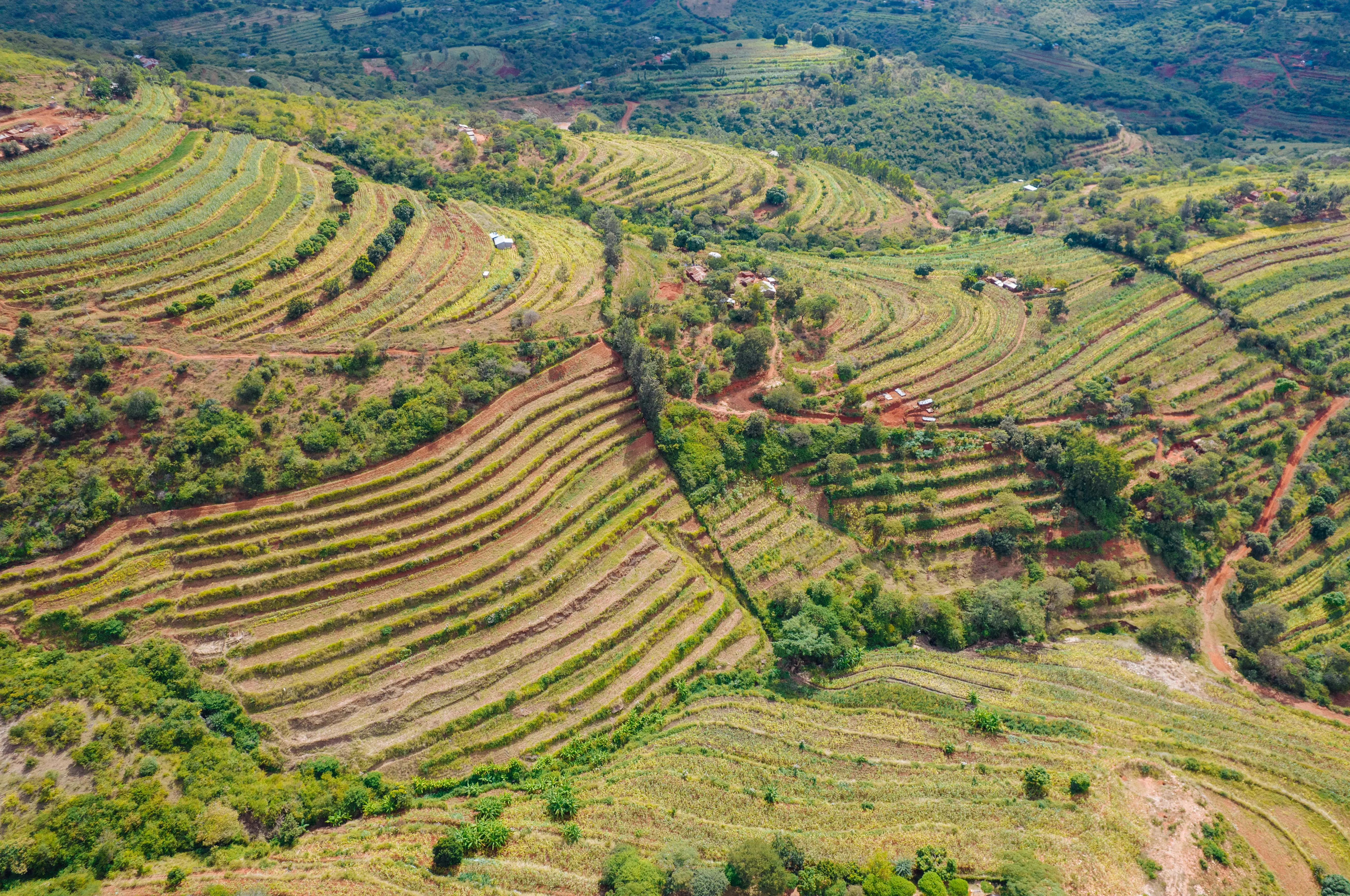 Landscape under restoration in Makueni County, Kenya