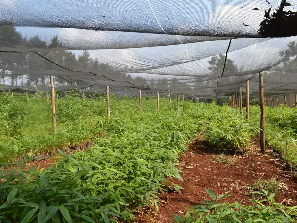 Bamboo nursery