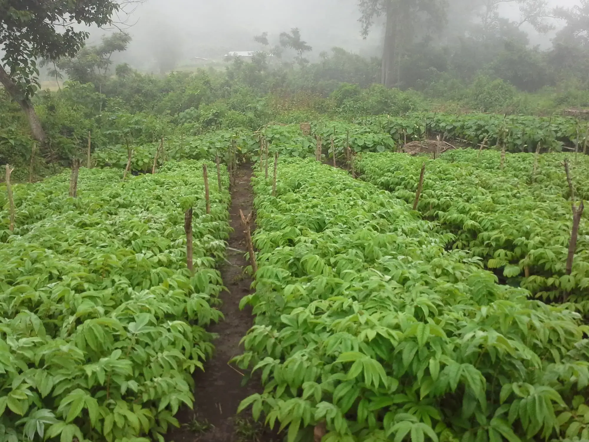 Tree Nursery preparation