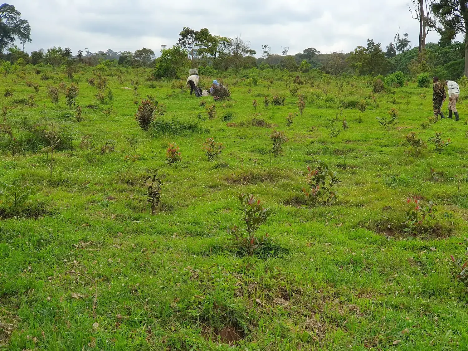 Tree planting activity