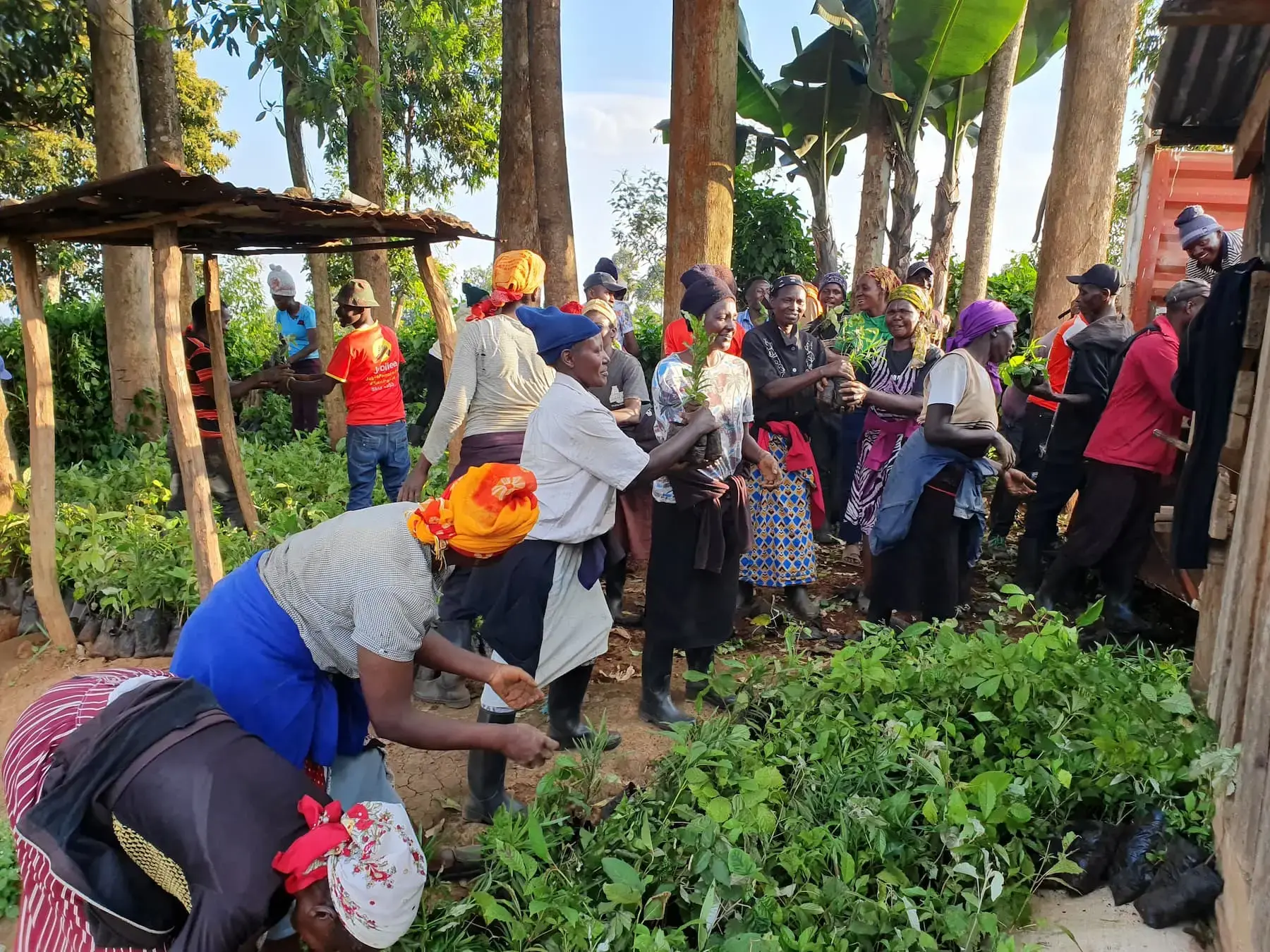 Plant seedlings distribution to local communities