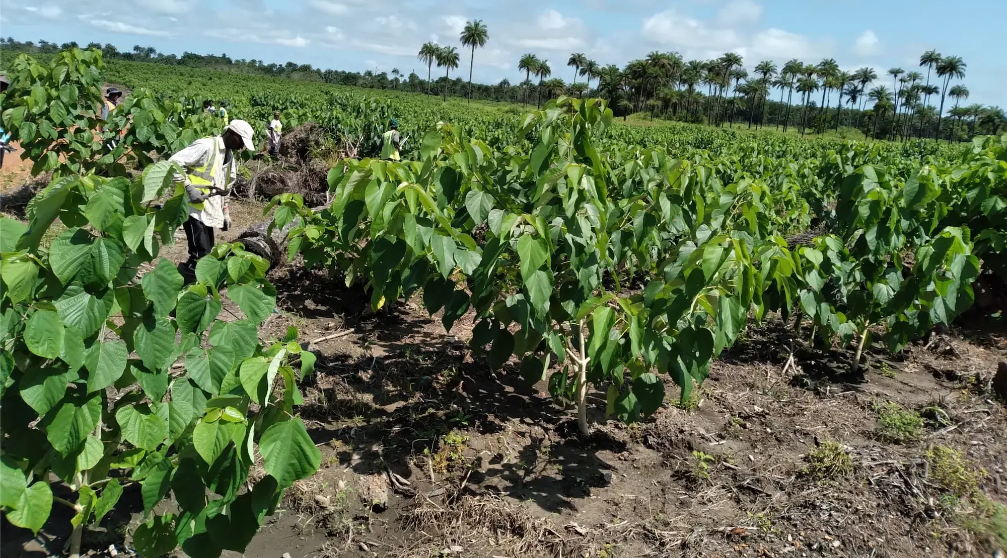 Aerobic Agroforestry in Action