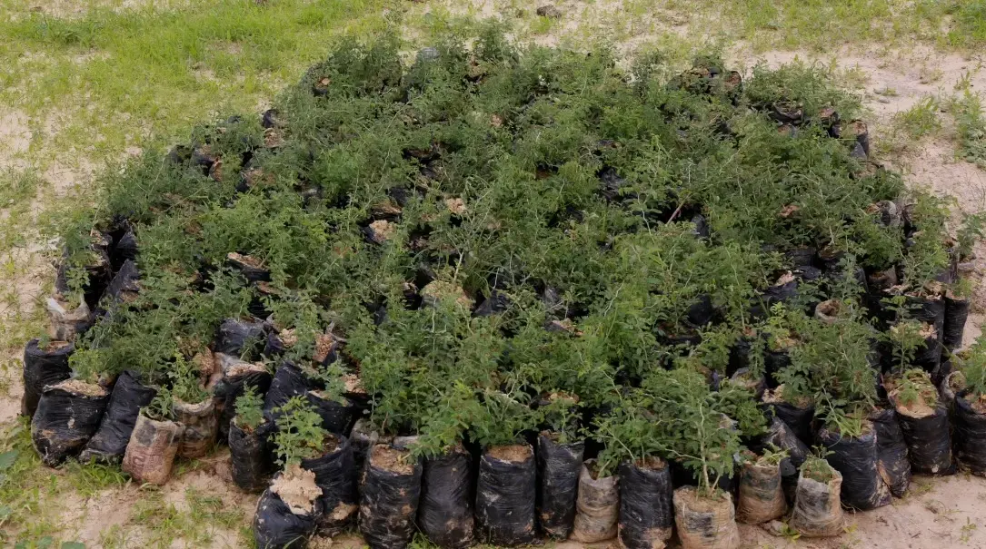 Plantules d'arbres