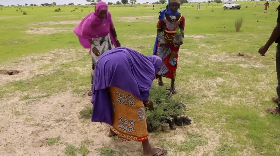 Activité de plantation d'arbre