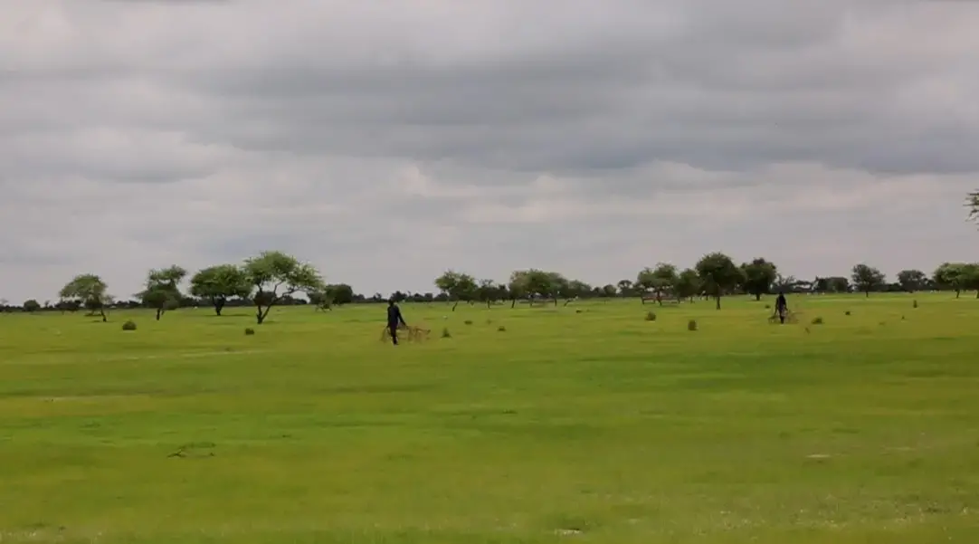Plantation d'Addax