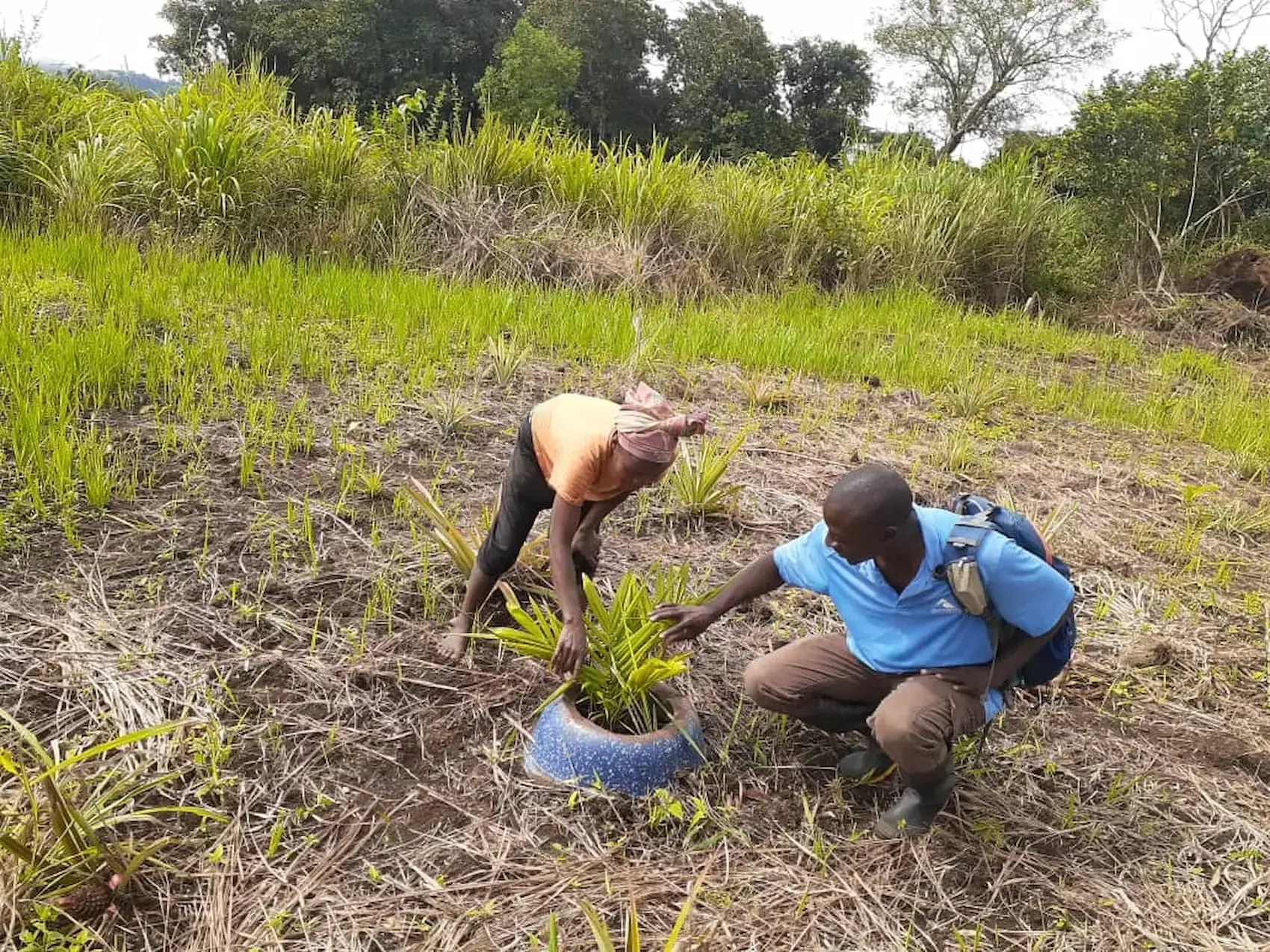Plantation d'arbres
