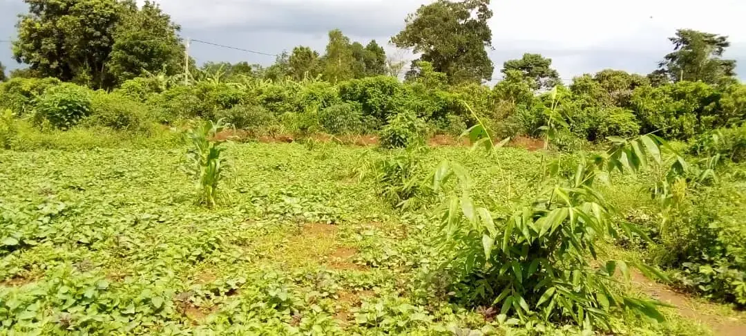 Divine Bamboo in Action