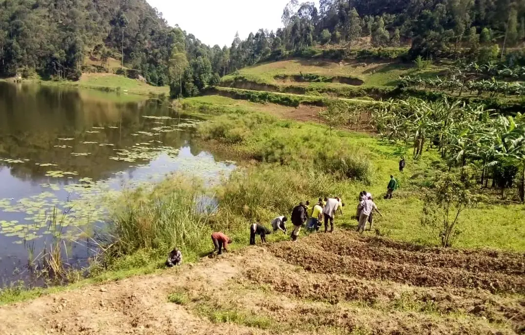 Divine Bamboo in Action