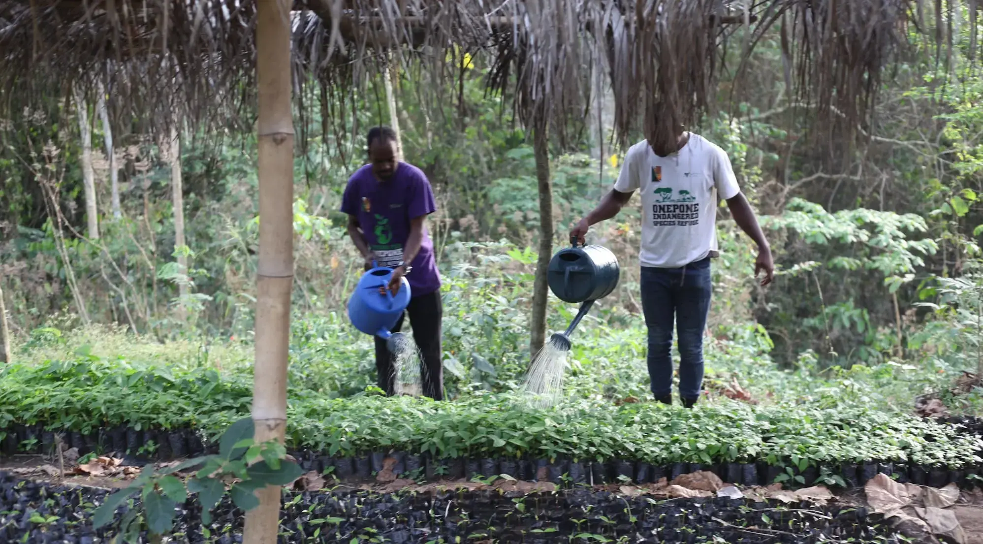 Herp-Ghana in action