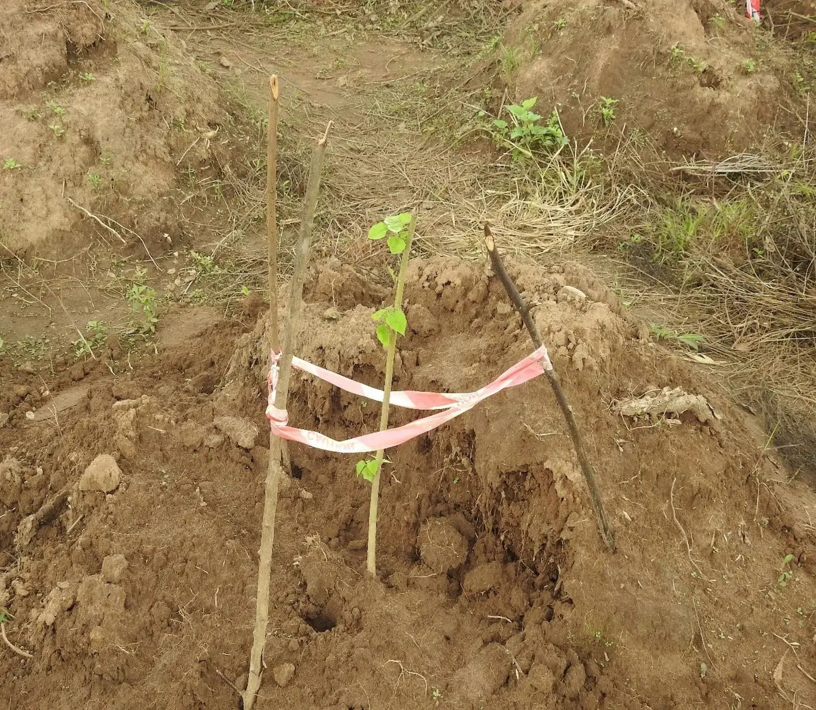 Tree planting by NCF