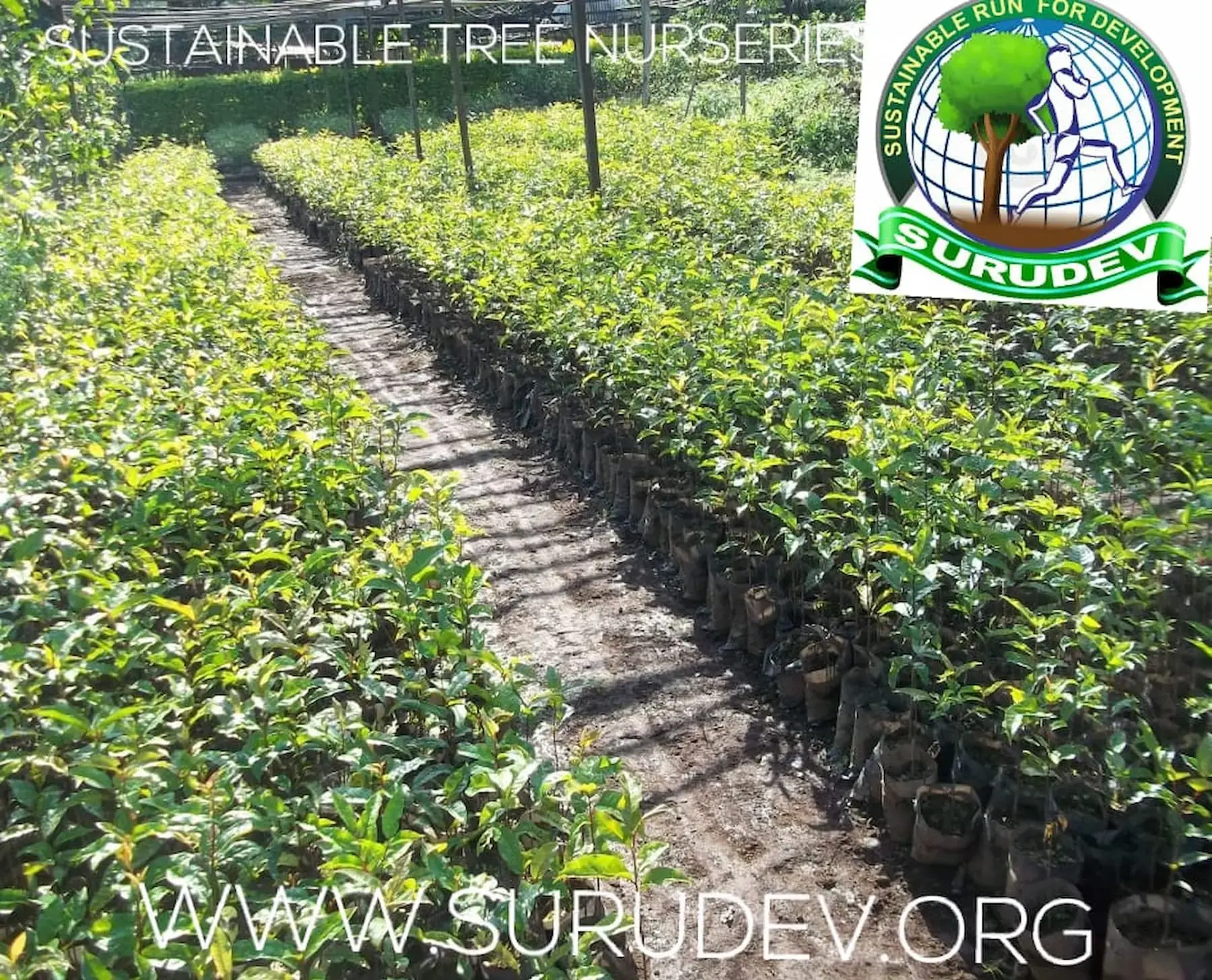 Tree nursery preparation for reforestation 