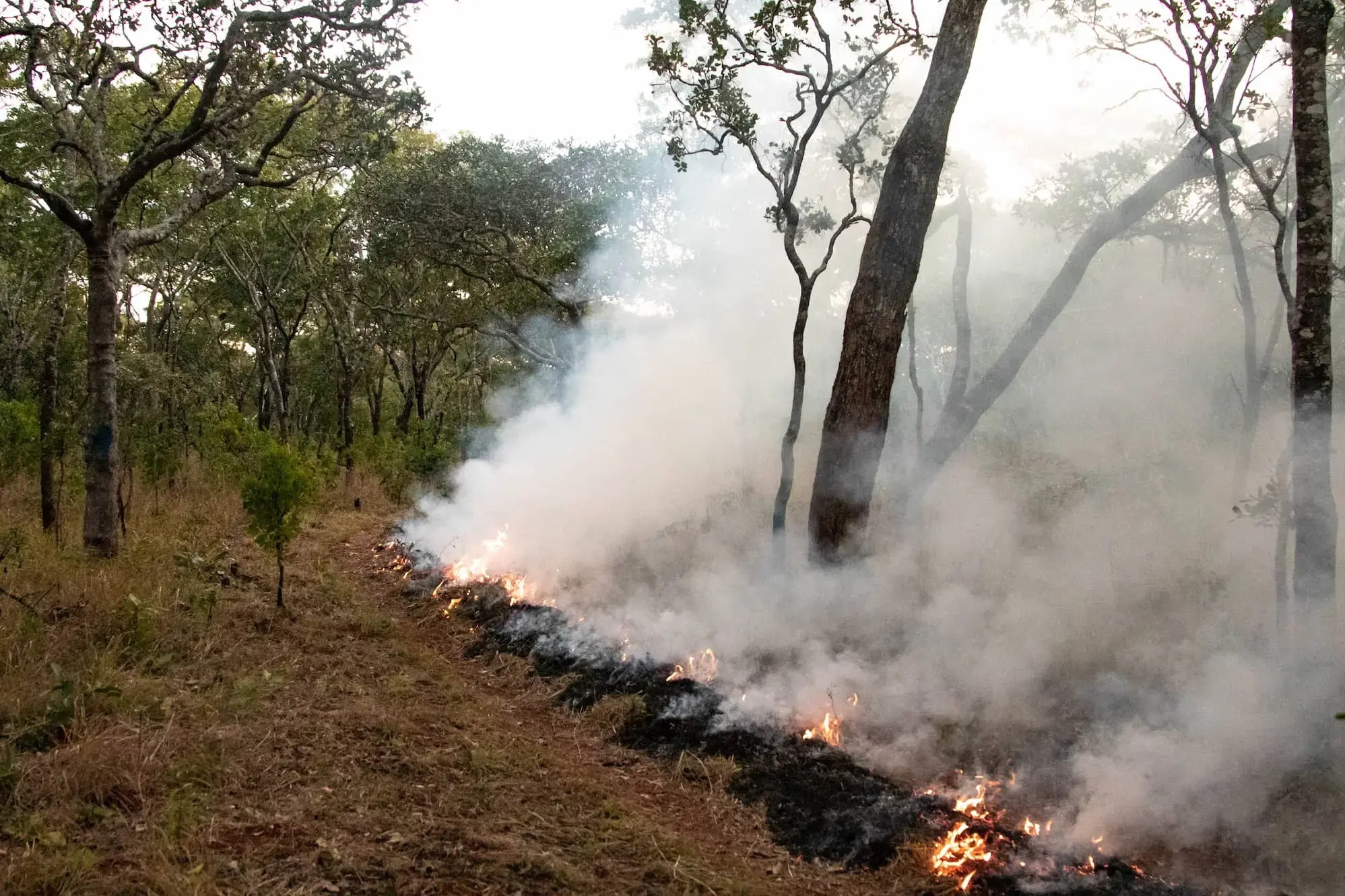WeForest in Action