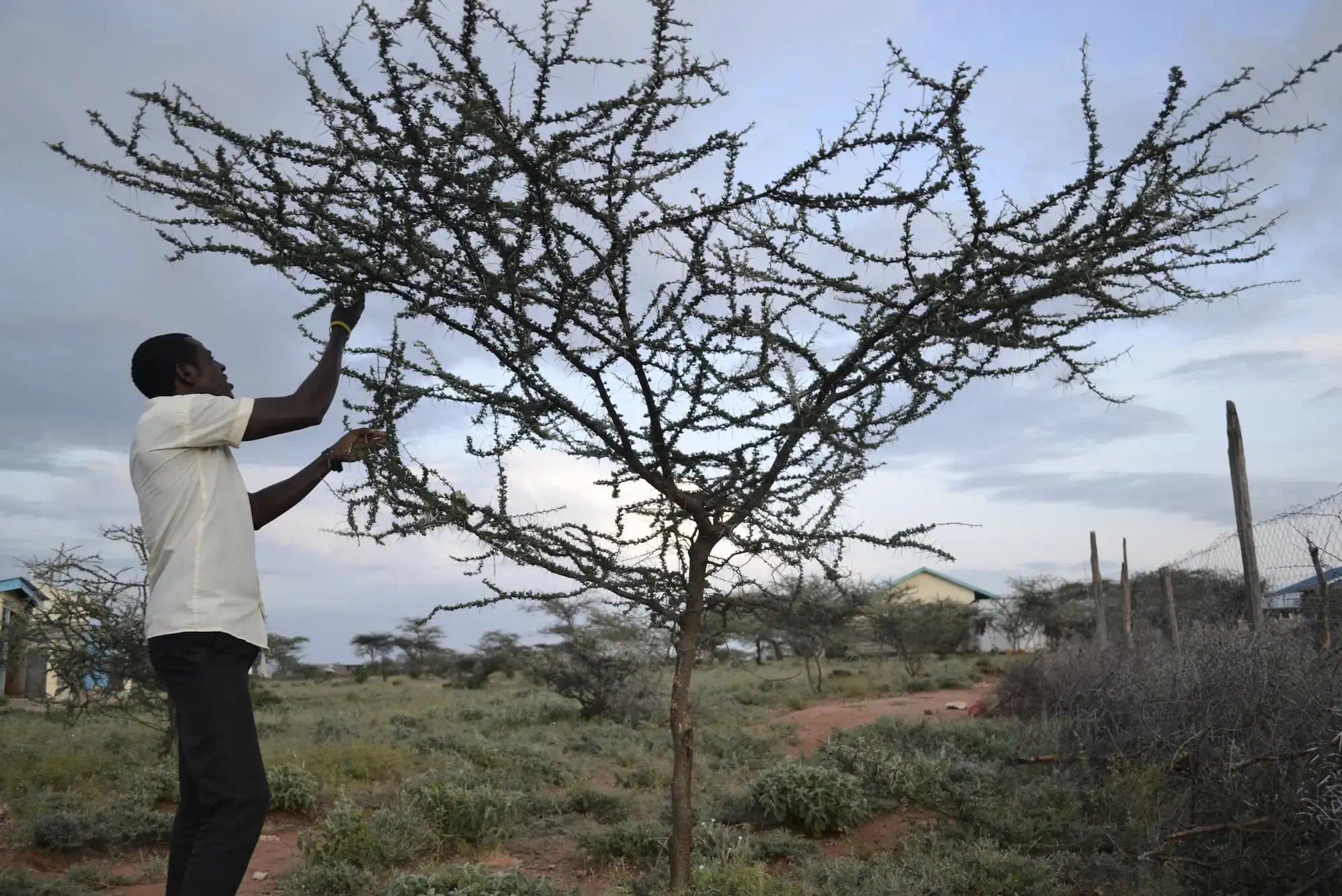 Acacia planted trees
