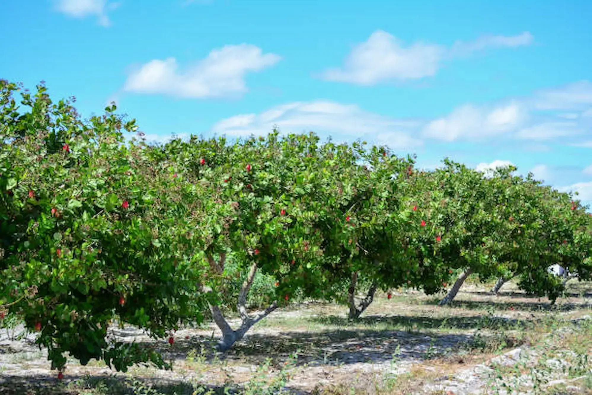 Cashew field