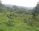 Agroforestry related practices