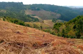 Tree felling for carbonisation in Kabare territory