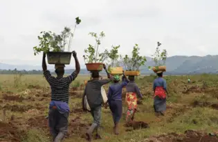 Local communities have planted over 49,000 indigenous tree species