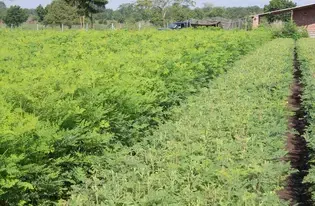Combatting Malnutrition in Malawi With The Moringa Miracle
