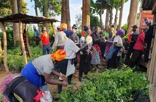 Plant seedlings distribution to local communities