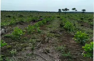 Aerobic Agroforestry in Action