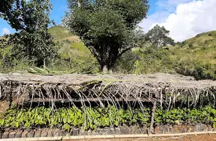 Saplings Ready for Planting