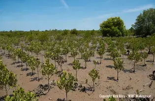 Mangroves restoration in Madagascar