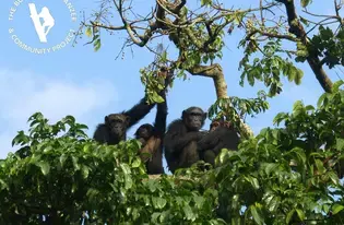 Bulindi Chimpanzee