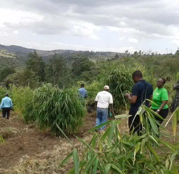 Using Bamboo to restore Kenya's landscape