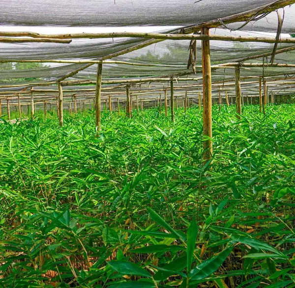 Nursery of bamboo seedlings