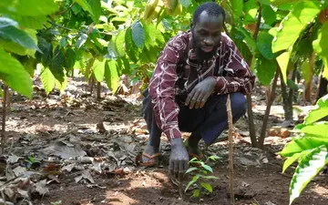 Restoring wildlife habitat in Uganda with indigenous trees