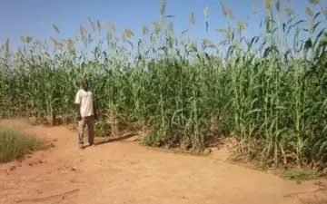 A man standing next to crops