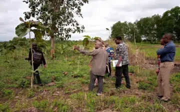 Visiting a Tectona grandis plantation one year after its establishment